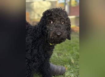 Die Drei vom Kap Arkona (Grosspudelwelpen)