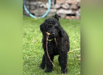 Die Drei vom Kap Arkona (Grosspudelwelpen)