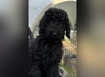 Die Drei vom Kap Arkona (Grosspudelwelpen)