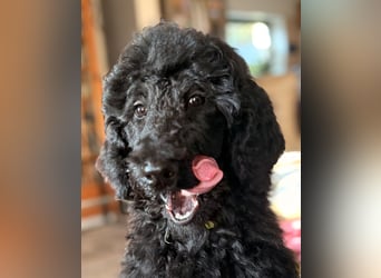 Die Drei vom Kap Arkona (Grosspudelwelpen)