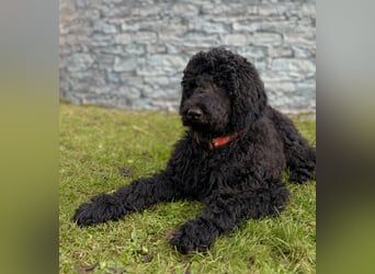 Die Drei vom Kap Arkona (Grosspudelwelpen)