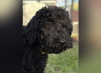 Die Drei vom Kap Arkona (Grosspudelwelpen)