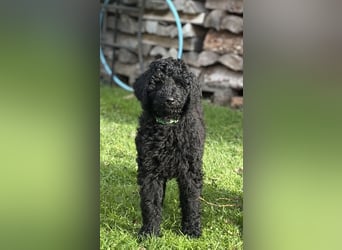 Die Drei vom Kap Arkona (Grosspudelwelpen)