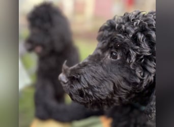 Die Drei vom Kap Arkona (Grosspudelwelpen)