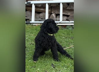 Die Drei vom Kap Arkona (Grosspudelwelpen)