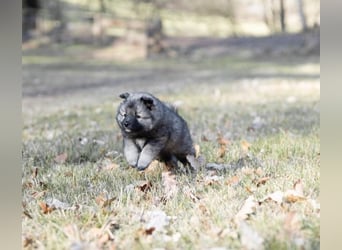 Spitz-Welpen aus liebevoller Hobbyzucht - Großspitz schwarz und grau - Deutsche Spitze