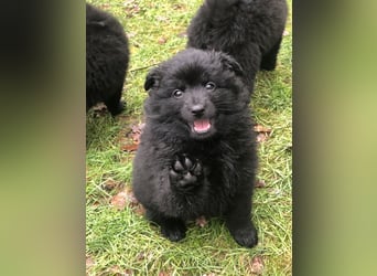Spitz-Welpen aus liebevoller Hobbyzucht - Großspitz schwarz und grau - Deutsche Spitze