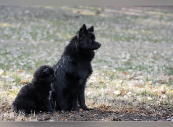 Spitz-Welpen aus liebevoller Hobbyzucht - Großspitz schwarz und grau - Deutsche Spitze