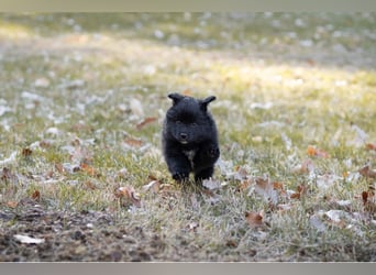 Spitz-Welpen aus liebevoller Hobbyzucht - Großspitz schwarz und grau - Deutsche Spitze