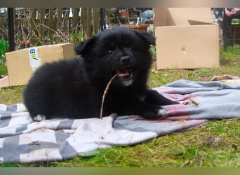 Spitz-Welpen aus liebevoller Hobbyzucht - Großspitz schwarz und grau - Deutsche Spitze
