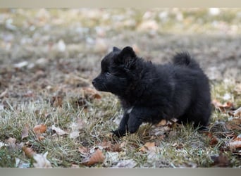 Spitz-Welpen aus liebevoller Hobbyzucht - Großspitz schwarz und grau - Deutsche Spitze
