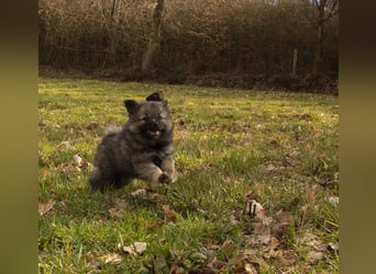 Spitz-Welpen aus liebevoller Hobbyzucht - Großspitz schwarz und grau - Deutsche Spitze