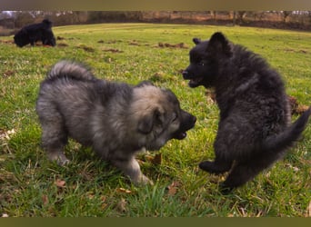 Spitz-Welpen aus liebevoller Hobbyzucht - Großspitz schwarz und grau - Deutsche Spitze