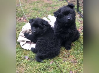 Spitz-Welpen aus liebevoller Hobbyzucht - Großspitz schwarz und grau - Deutsche Spitze