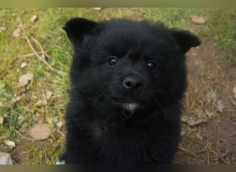 Spitz-Welpen aus liebevoller Hobbyzucht - Großspitz schwarz und grau - Deutsche Spitze