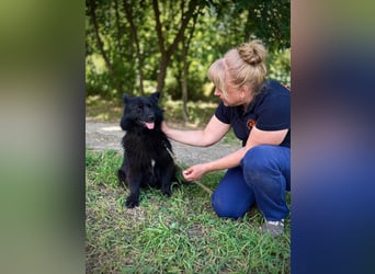 SHIMMY Hat lange um ihren Menschen getrauert (Ukraine)