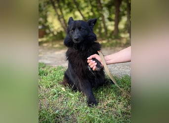 SHIMMY Hat lange um ihren Menschen getrauert (Ukraine)