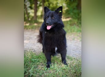SHIMMY Hat lange um ihren Menschen getrauert (Ukraine)