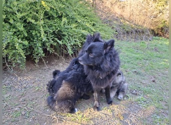 Spitze aus liebevoller Hobbyzucht – ein Junge und ein Mädchen suchen noch einen neuen Wirkungskreis