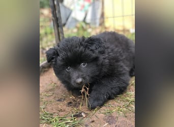 Spitze aus liebevoller Hobbyzucht – ein Junge und ein Mädchen suchen noch einen neuen Wirkungskreis