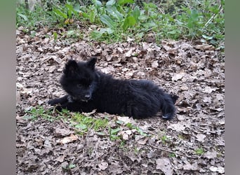 Spitze aus liebevoller Hobbyzucht – ein Junge und ein Mädchen suchen noch einen neuen Wirkungskreis