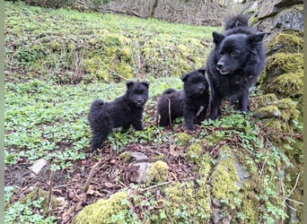 Spitze aus liebevoller Hobbyzucht – ein Junge und ein Mädchen suchen noch einen neuen Wirkungskreis