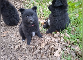 Spitze aus liebevoller Hobbyzucht – ein Junge und ein Mädchen suchen noch einen neuen Wirkungskreis