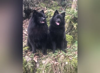 Spitze aus liebevoller Hobbyzucht – ein Junge und ein Mädchen suchen noch einen neuen Wirkungskreis