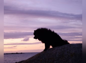 Spitze aus liebevoller Hobbyzucht – ein Junge und ein Mädchen suchen noch einen neuen Wirkungskreis