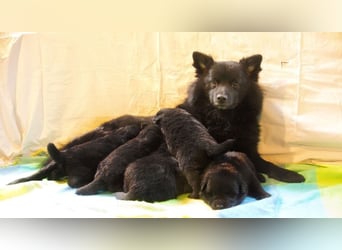 Spitze aus liebevoller Hobbyzucht – ein Junge und ein Mädchen suchen noch einen neuen Wirkungskreis