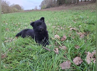 Spitze aus liebevoller Hobbyzucht – ein Junge und ein Mädchen suchen noch einen neuen Wirkungskreis