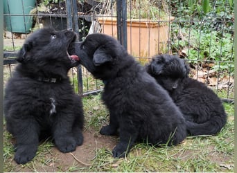 Spitze aus liebevoller Hobbyzucht – ein Junge und ein Mädchen suchen noch einen neuen Wirkungskreis