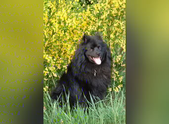 Spitze aus liebevoller Hobbyzucht – ein Junge und ein Mädchen suchen noch einen neuen Wirkungskreis