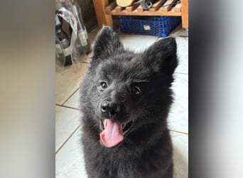 Spitze Großspitzwelpe suchen noch einen liebevollen Betreuer