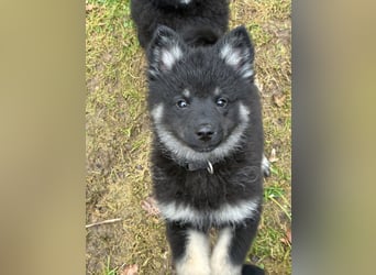 Spitze Großspitzwelpe suchen noch einen liebevollen Betreuer