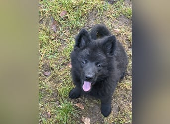 Spitze Großspitzwelpe suchen noch einen liebevollen Betreuer