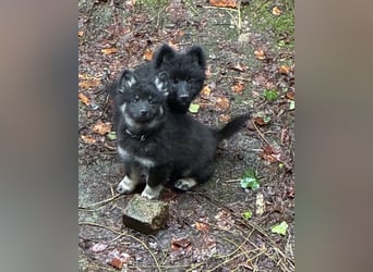 Spitze Großspitzwelpe suchen noch einen liebevollen Betreuer