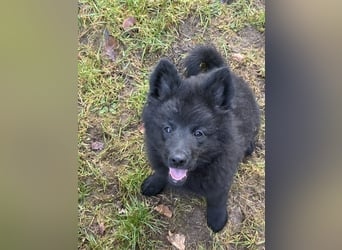 Spitze Großspitzwelpe suchen noch einen liebevollen Betreuer