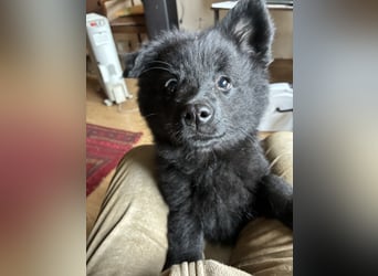 Spitze Großspitzwelpe suchen noch einen liebevollen Betreuer