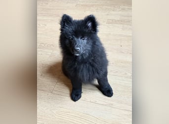 Spitze Großspitzwelpe suchen noch einen liebevollen Betreuer