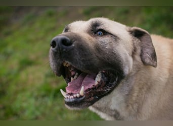 Augustus: Sucht ein Zuhause