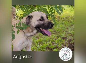 Augustus: Sucht ein Zuhause