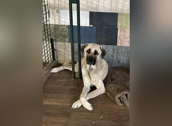 Augustus: Sucht ein Zuhause