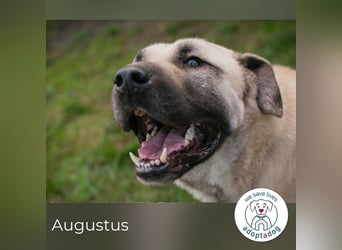 Augustus: Sucht ein Zuhause
