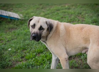 Augustus: Sucht ein Zuhause