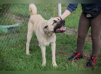 Augustus: Sucht ein Zuhause