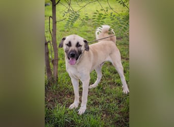 Augustus: Sucht ein Zuhause