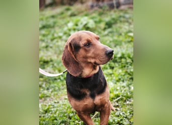 Apollo - ruhige Bracke