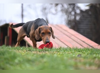 Apollo - ruhige Bracke