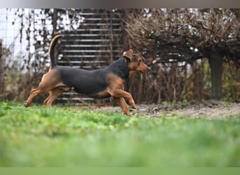 Apollo - ruhige Bracke